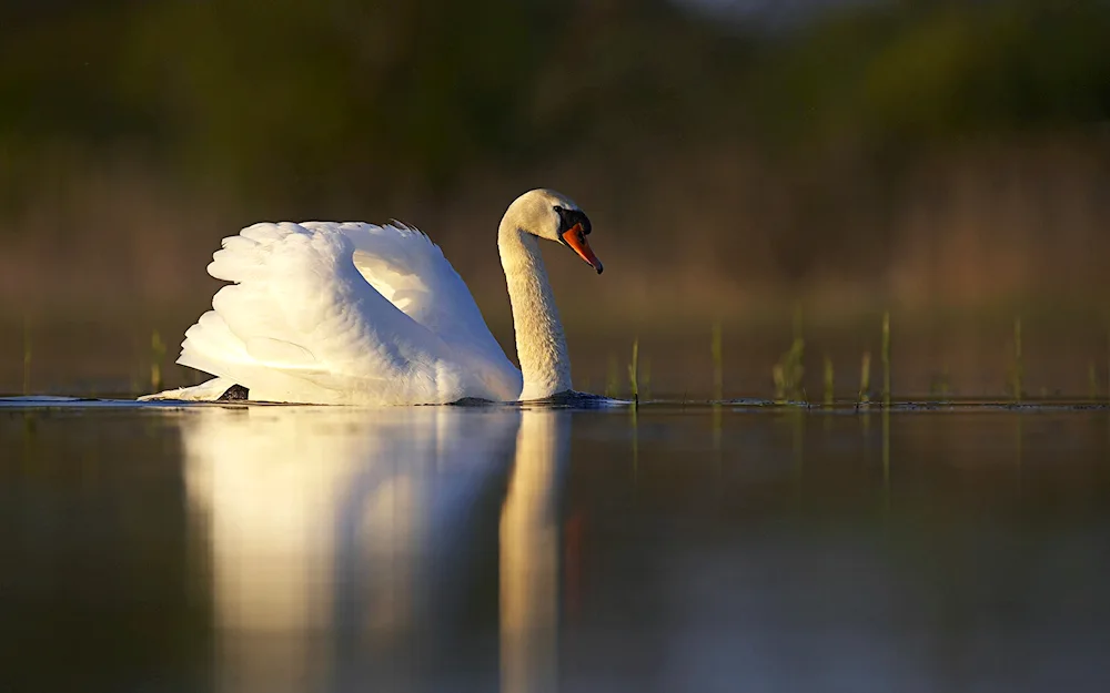 White swan swan swoop