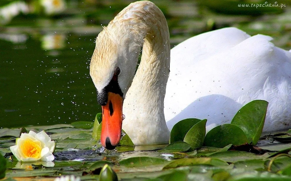 White swan