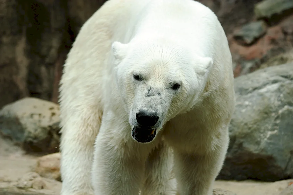 White bear