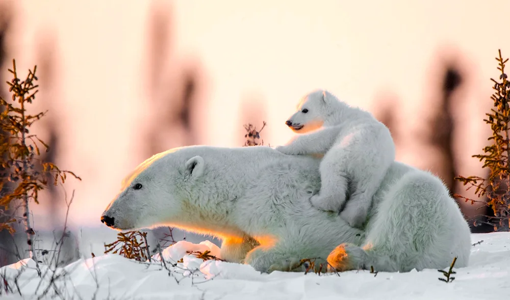 Arctic fox Wilderness