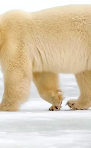 Polar bear