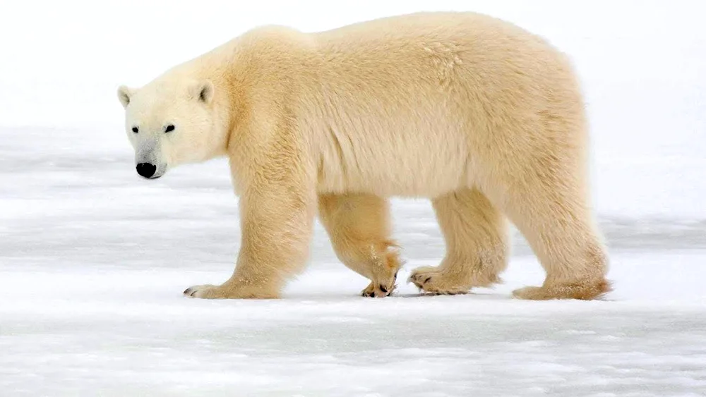 Polar bear