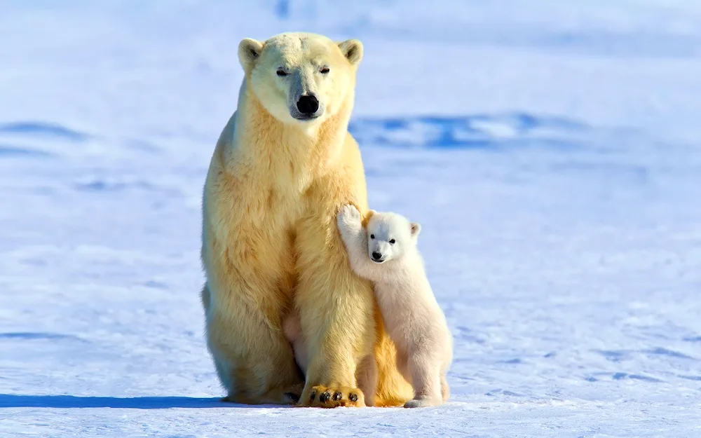 Polar bear Karsko. Barents Sea population