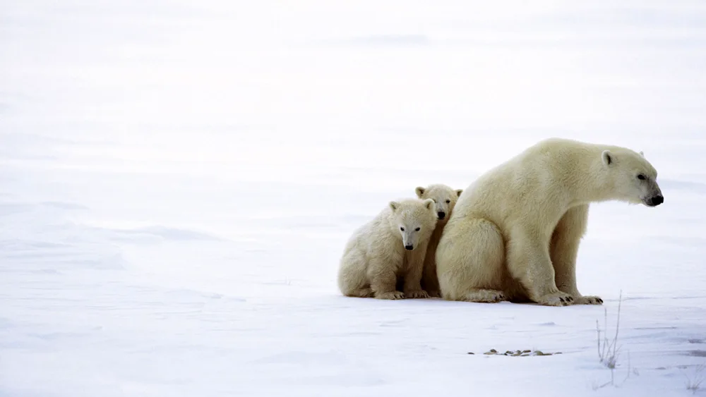 Polar Bear