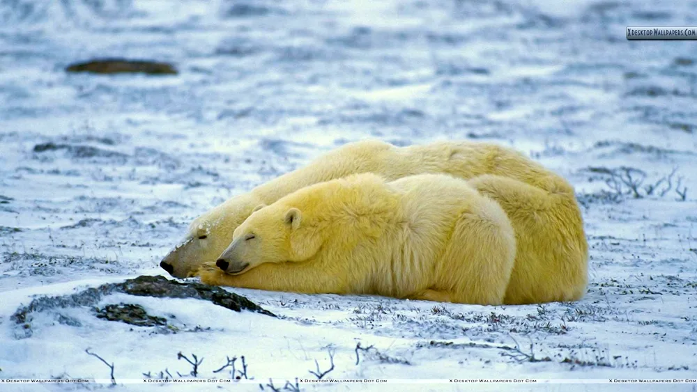 Sleeping polar bear