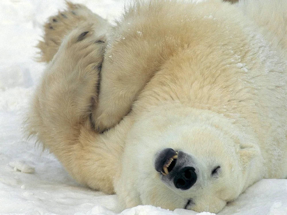 Sleeping polar bear