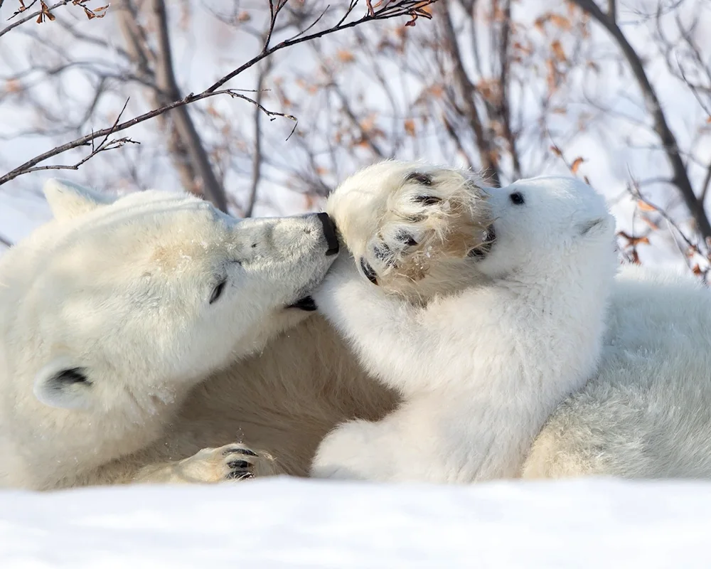 Polar polar bear cub