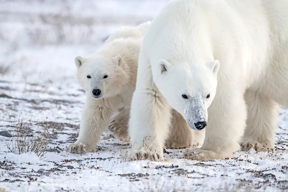 White bear and Polar bear. Polar Bear