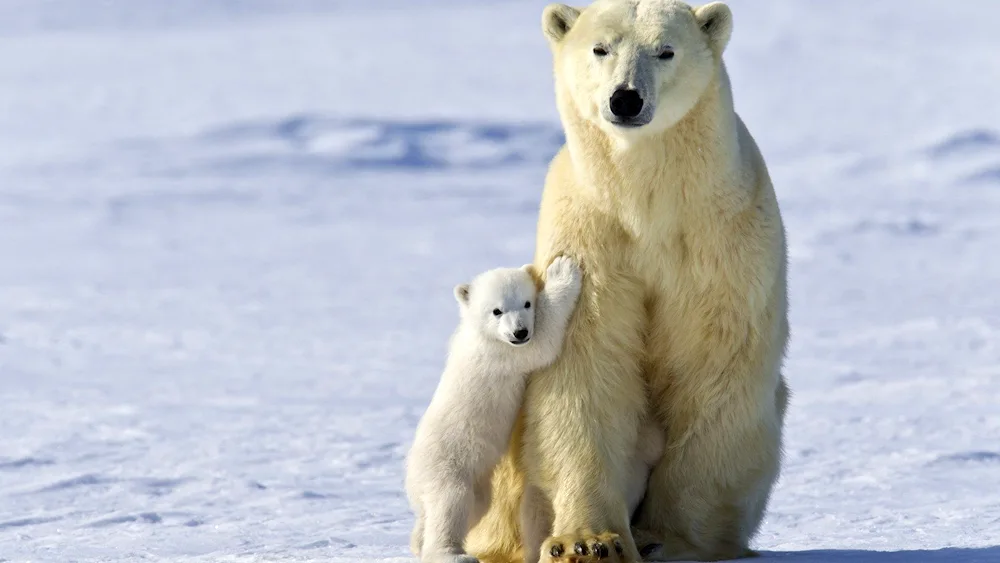 Polar Bear with cub