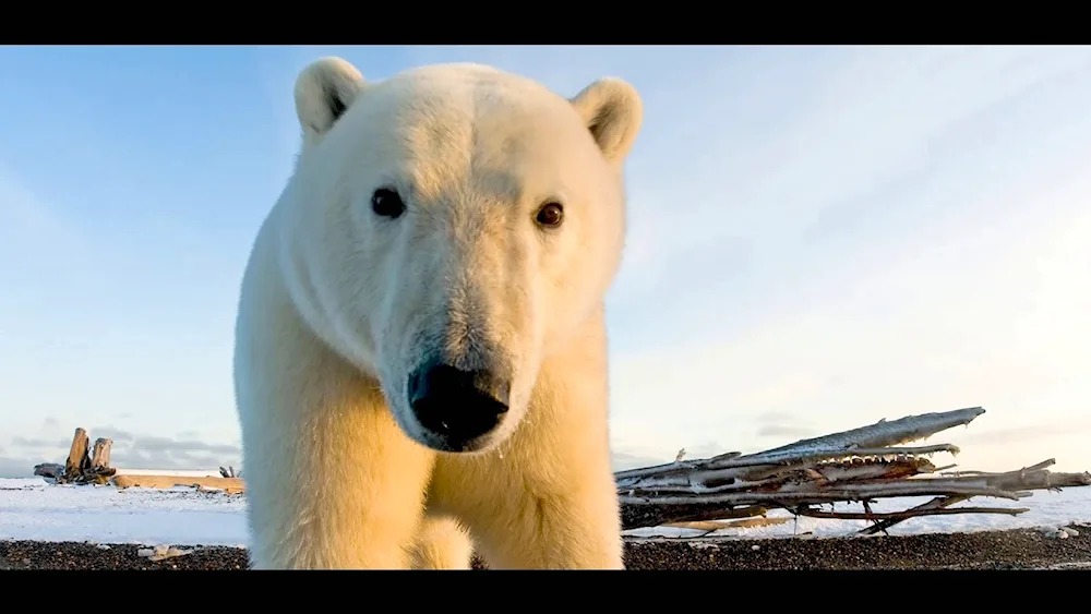 Wet bear polar bear