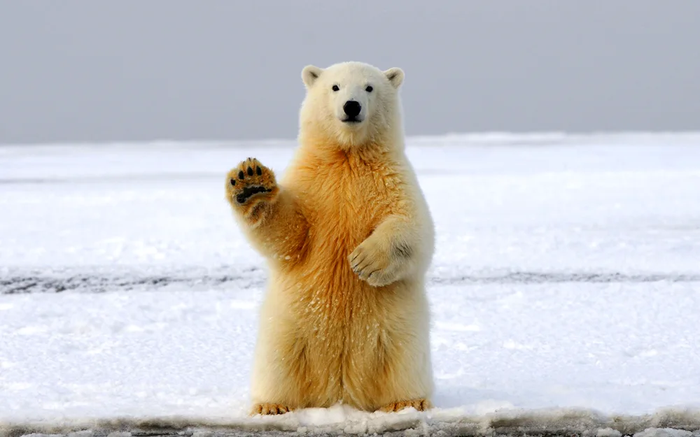 Robert Bateman polar bear