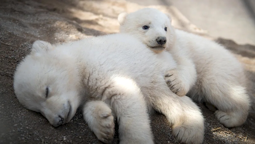 Polar bear cub