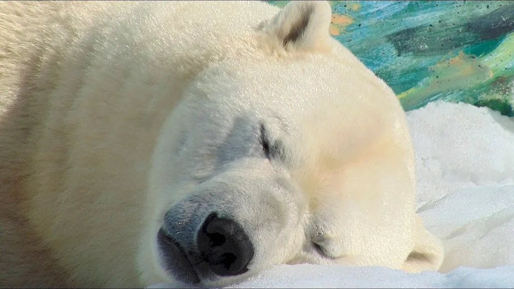 Brown BearWhite BearWhite Bear Den of Polar BearWhite Bear Den of Polar Bear Wrangel Island