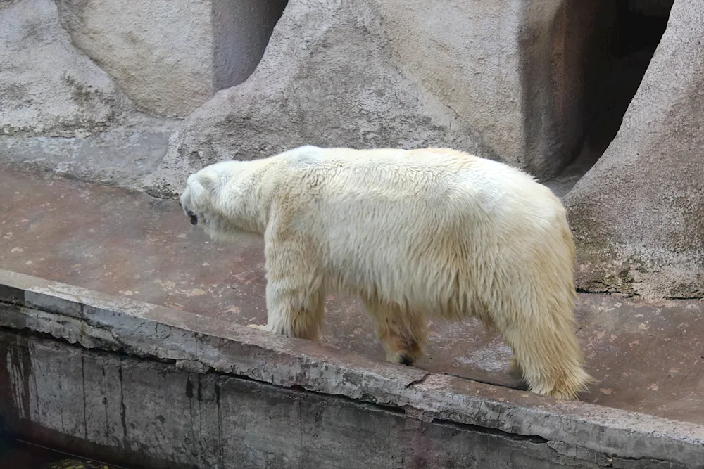 Bald polar bear without fur