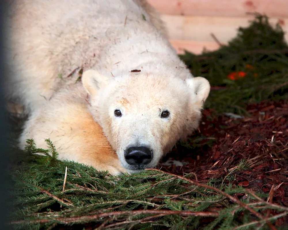 White bear photo