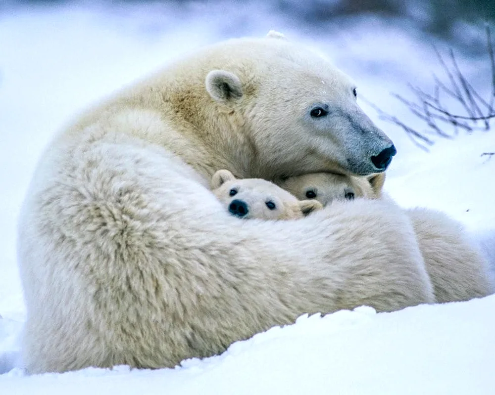 Laptev polar bear population