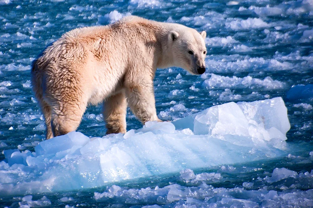 White bear Laptev population