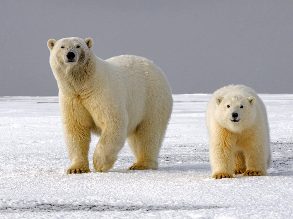 White bear Laptev population