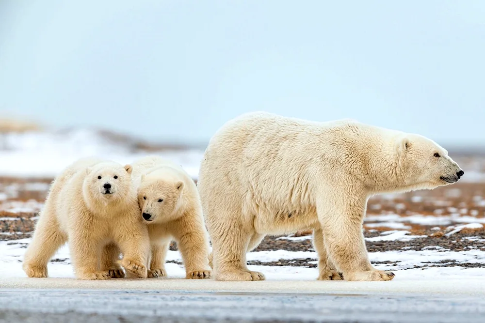 Vrangel Island polar bear maternity hospital