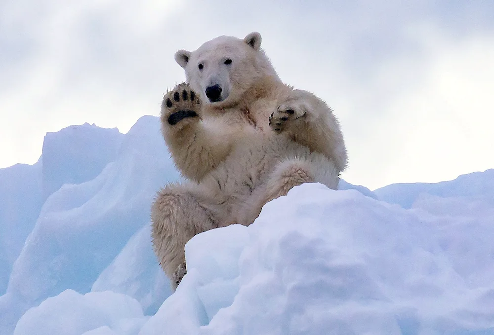 Northern Arctic Ocean polar bear