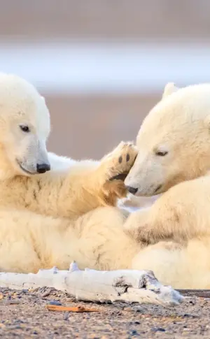 Polar bear with cubs