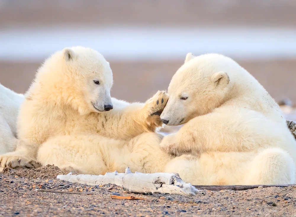 Polar bear with cubs