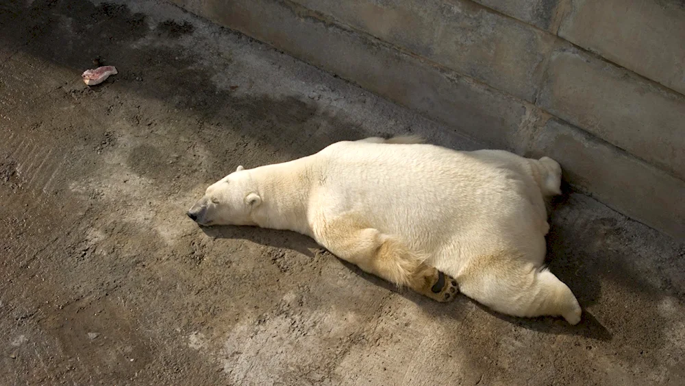 Karskoe polar bear. Barents Sea population