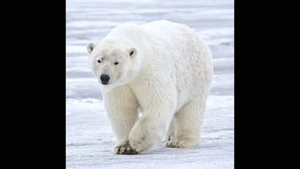 White bear Ursus maritimus