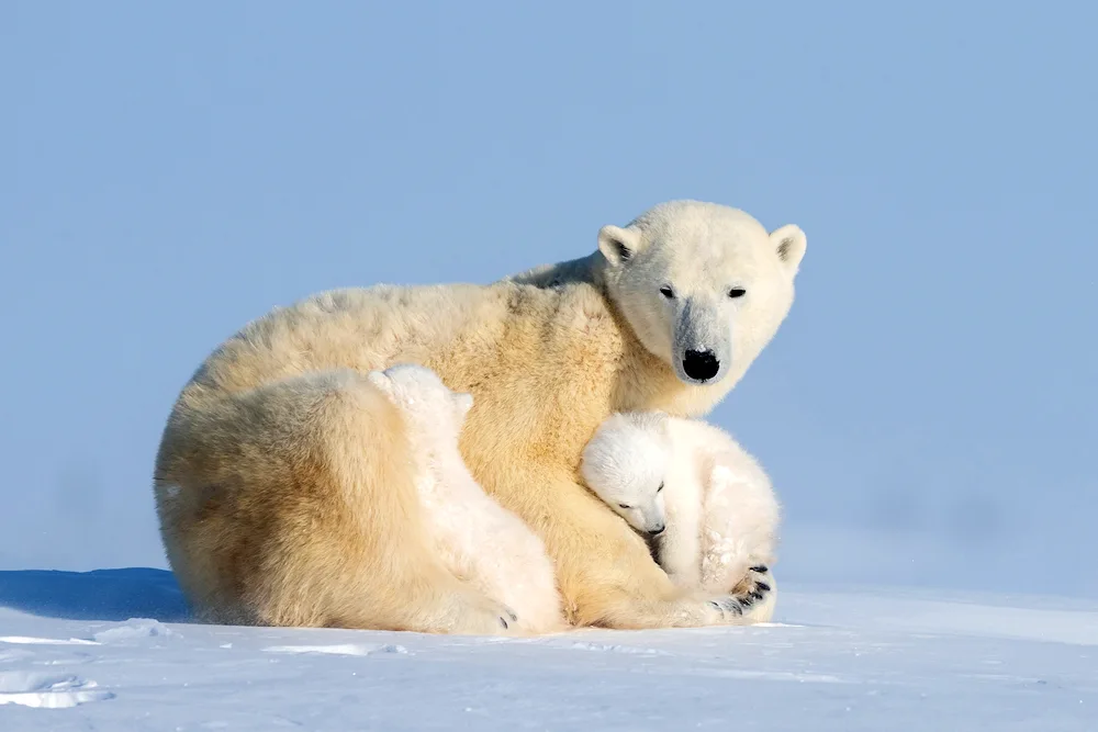 Polar Bear with cub