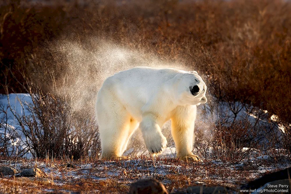 White bear Bear in the tundra