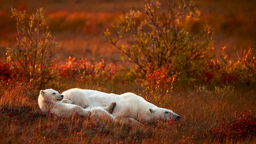 Polar bear in tundra