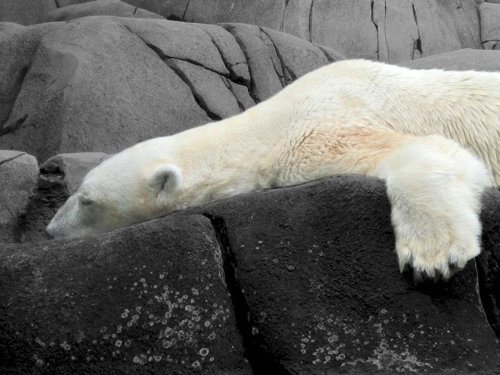 White bear Wrangel Moscow Zoo