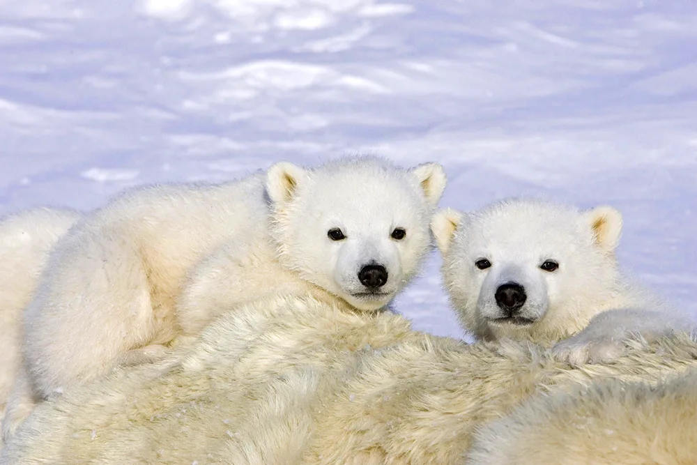 Brown bear cubs