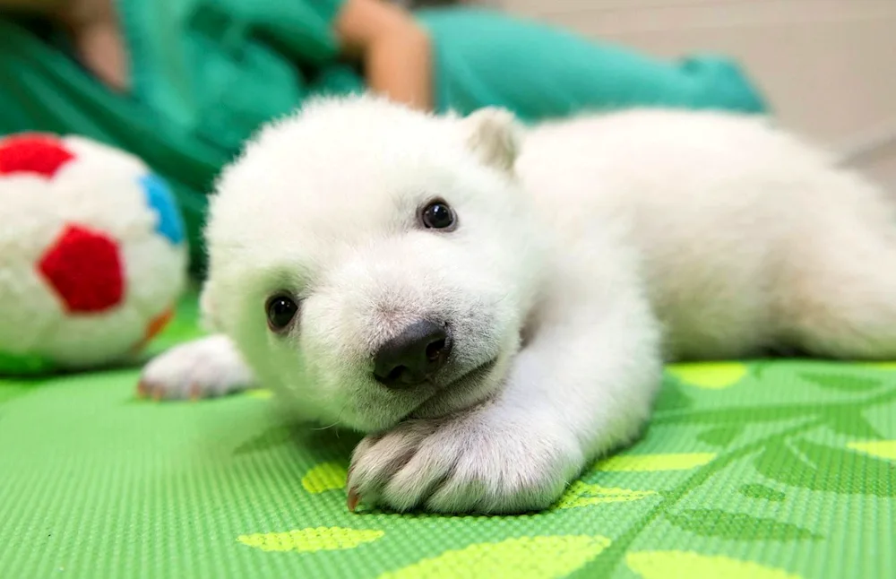 White bear cubs