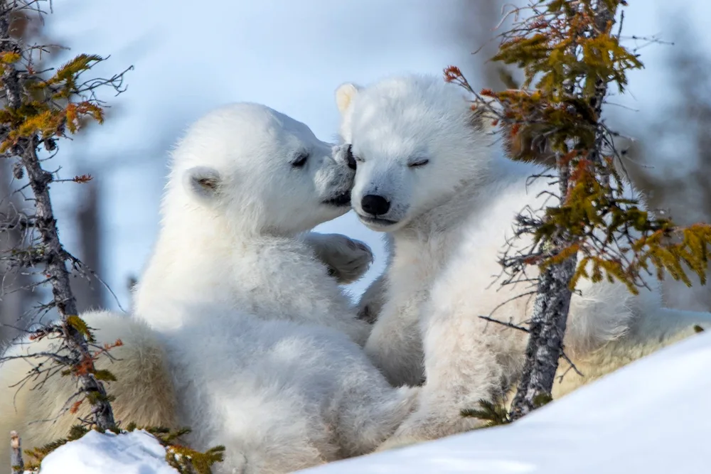 White bear cub