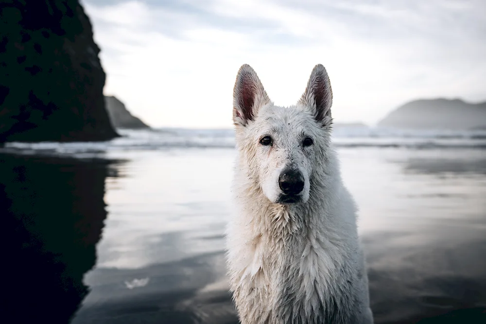 Alaskan Malamute white