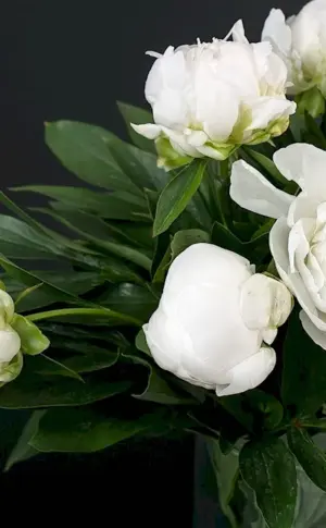 White peony white swan