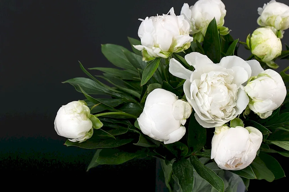 White peony white swan