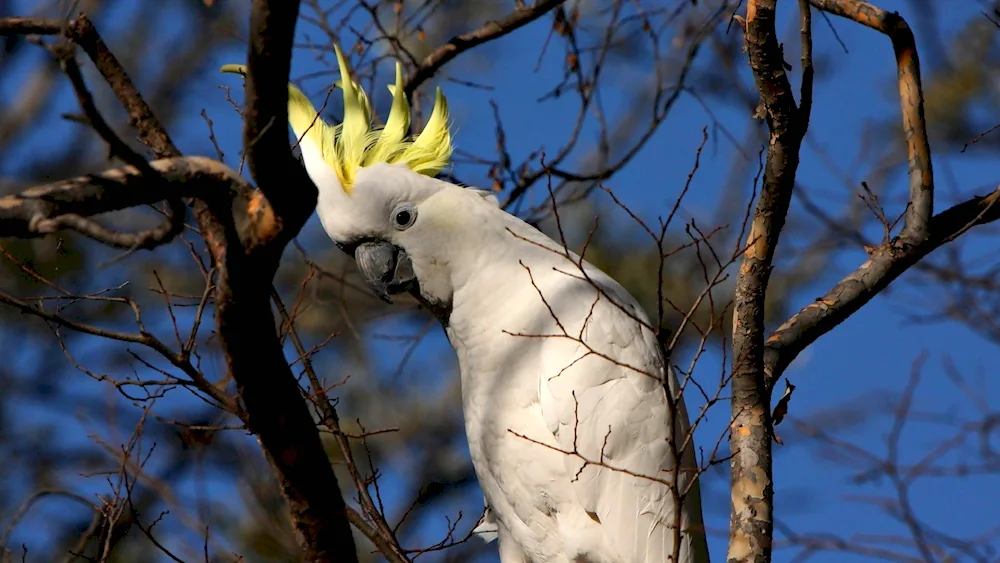 Cockatoo