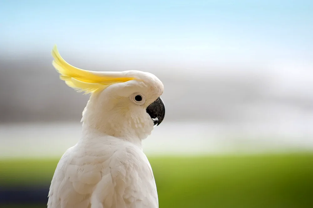 Pink Cockatoo