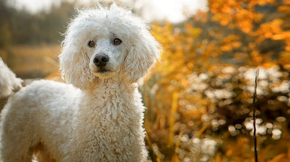 Beagle poodle Poodle