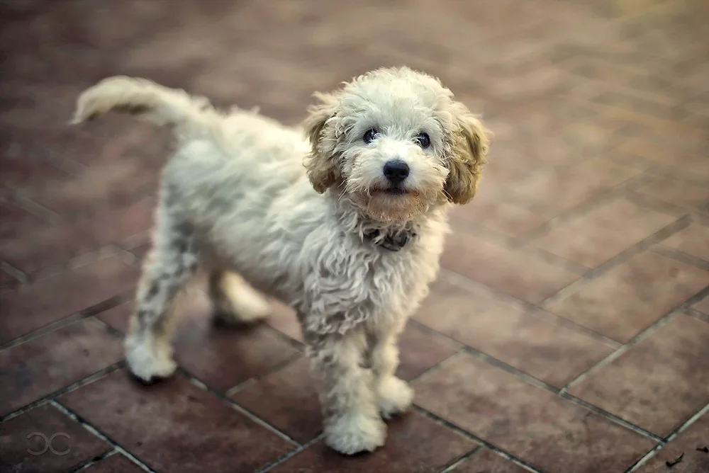 White poodle