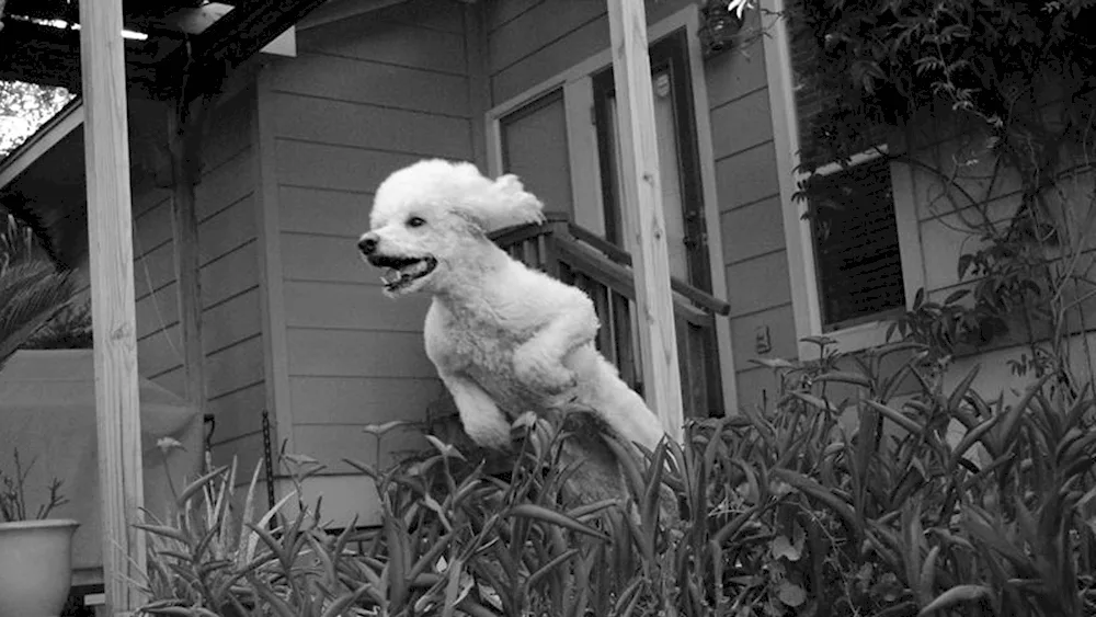 White poodle