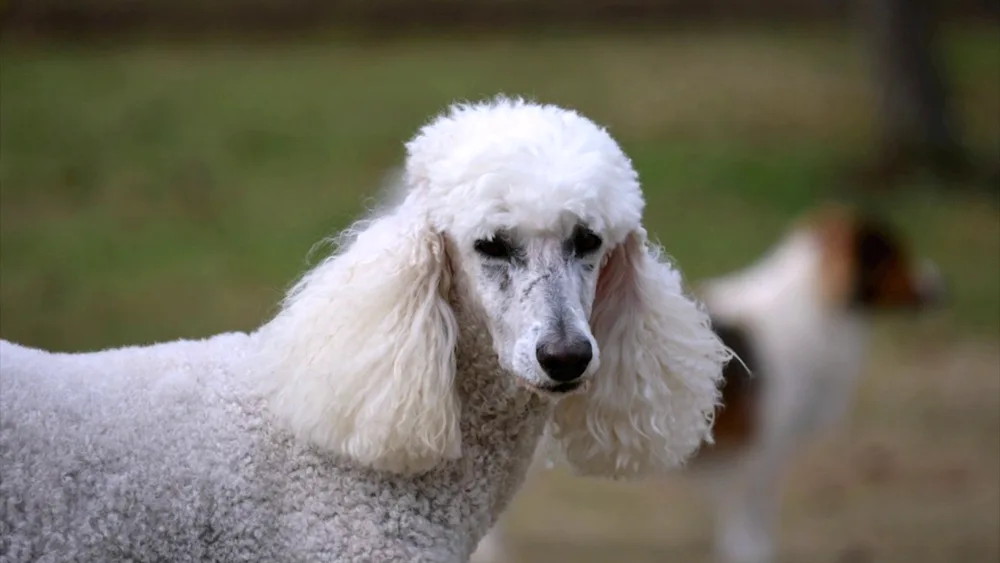 White poodle