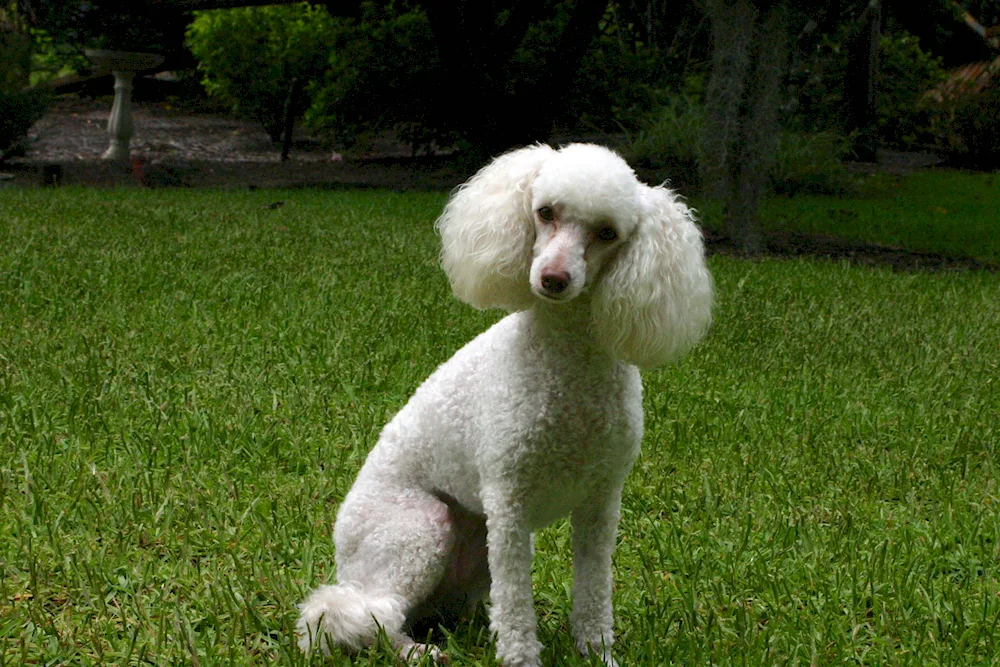 Poodle dog