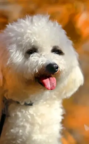 White poodle dog