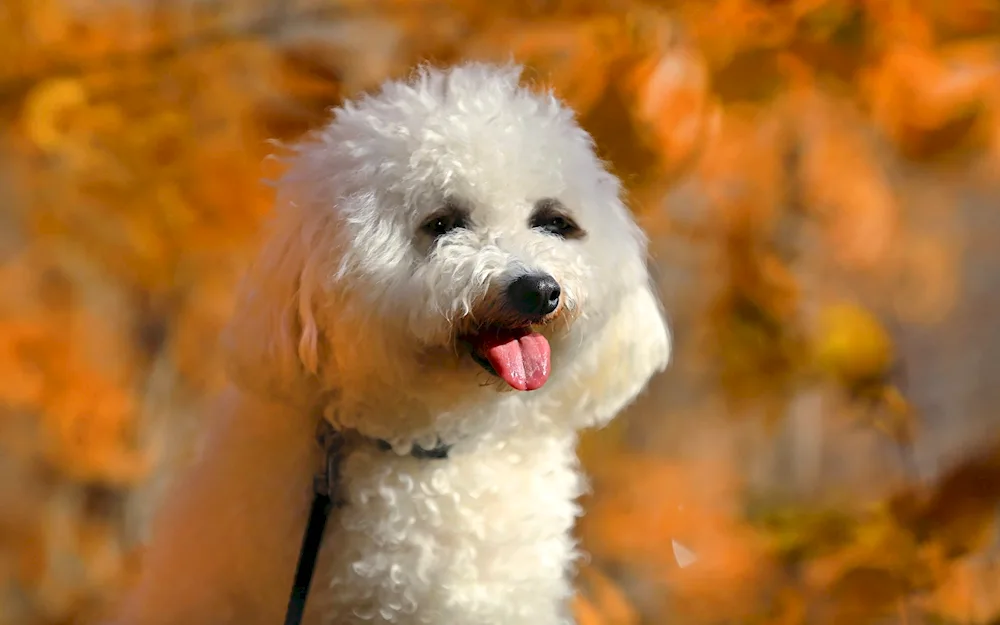 White poodle dog