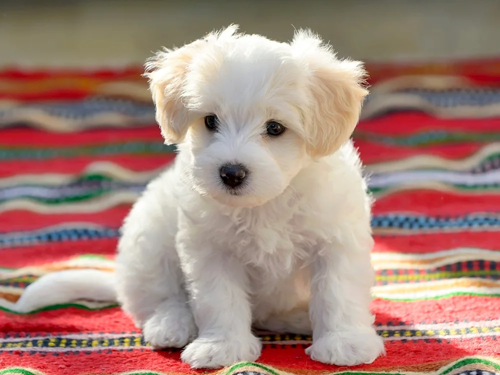 White puppy picture for children