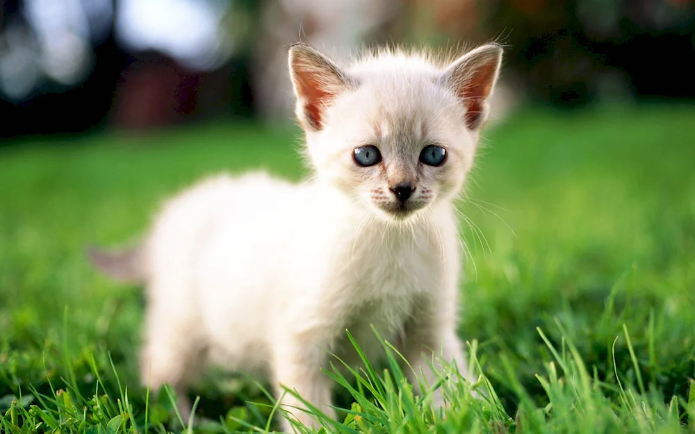 White Siamese kitten