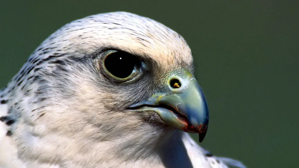 White Falcon Peregrine Falcon